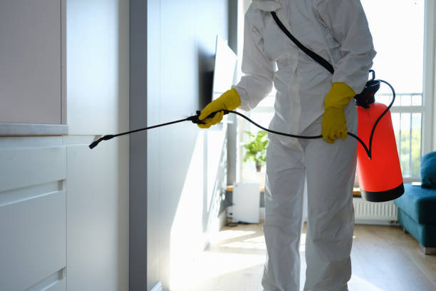Best Post-Flood Mold Remediation in Boles Acres, NM