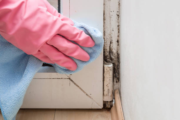 Best Post-Flood Mold Remediation in Boles Acres, NM